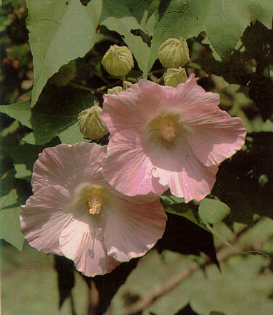 พุดตาน Hibiscus mutabilis Linn.<br/>MALVACEAE